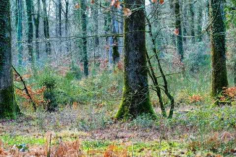 Forêt du Gâvre